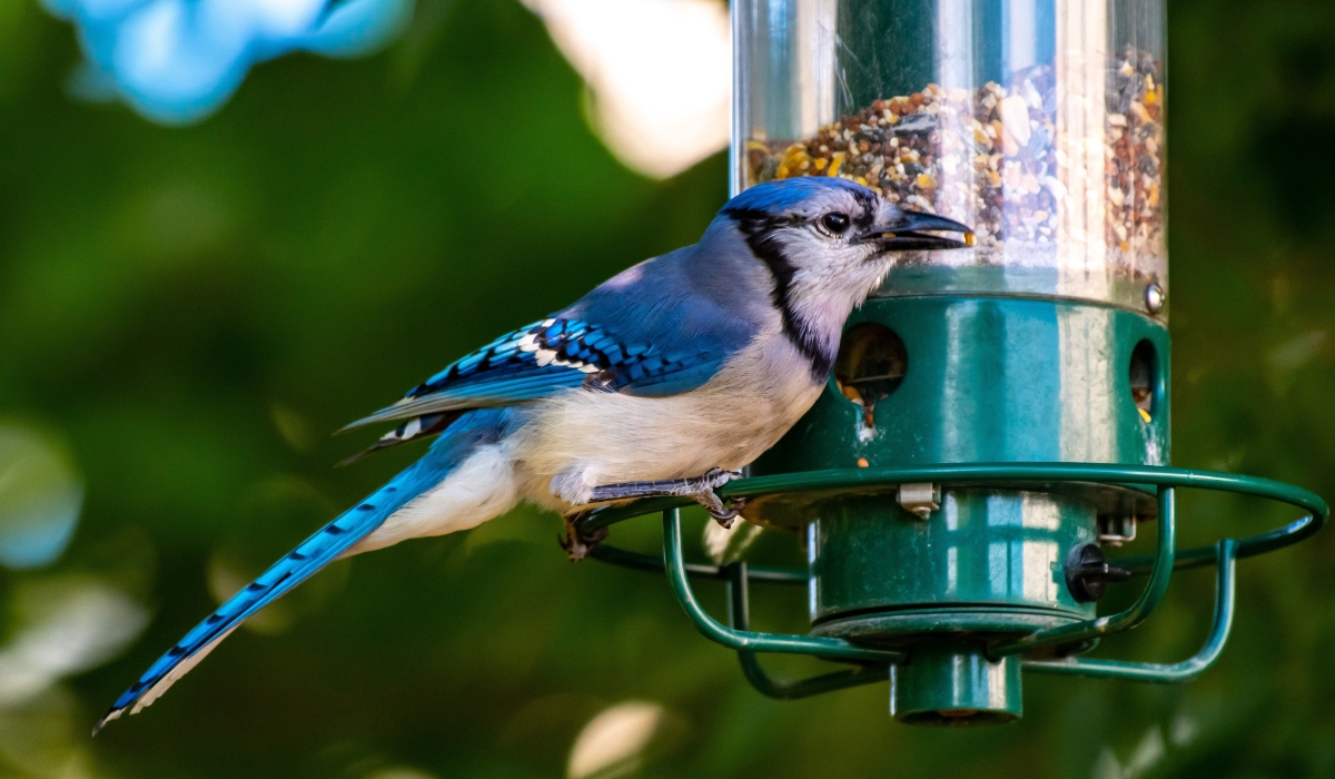 DIY backyard bird feeders
